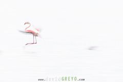 Flamant rose à l'atterrissage en filé - Phoenicopterus roseus