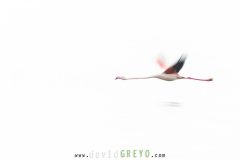 Flamant rose en vol en filé- Phoenicopterus roseus