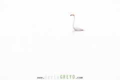 Flamant rose sur fond blanc  - Phoenicopterus roseus