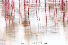 Pattes de Flamants roses - Phoenicopterus roseus