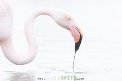 Portrait de Flamant rose - Phoenicopterus roseus