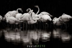 Groupe de Flamants roses dans un étang de Camargue - Phoenicopterus roseus