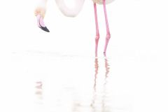 Flamant rose et son reflet sur fond blanc  - Phoenicopterus roseus