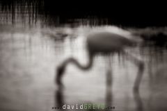 Flou de Flamant rose - Phoenicopterus roseus