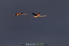 Flamant rose en vol - Phoenicopterus roseus