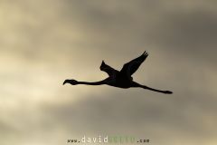 Flamant rose en vol - Phoenicopterus roseus