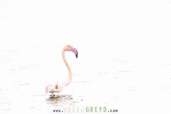 Flamant rose sur fond blanc en Camargue - Phoenicopterus roseus