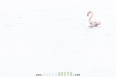 Flamant rose sur fond blanc en Camargue - Phoenicopterus roseus