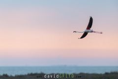 Flamant rose en vol au lever du jour en Camargue - Phoenicopterus roseus