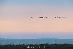 Flamant rose en vol au lever du jour en Camargue - Phoenicopterus roseus