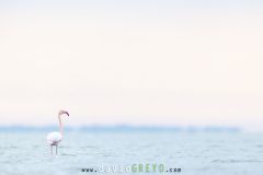 Flamant rose au lever du jour en Camargue - Phoenicopterus roseus