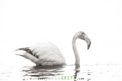 Flamant rose dans l'eau sur fond blanc en Camargue - Phoenicopterus roseus