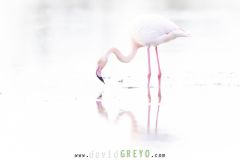Flamant rose dans l'eau sur fond blanc en Camargue - Phoenicopterus roseus