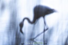 Flou de mise au point sur un Flamant rose - Phoenicopterus roseus