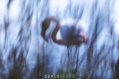 Flou de mise au point sur un Flamant rose - Phoenicopterus roseus