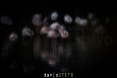 Flou volontaire de mise au point sur un groupe de Flamant rose - Phoenicopterus roseus