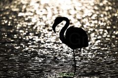 Flamant rose en contre-jour - Phoenicopterus roseus