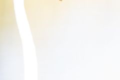 Portrait de Flamant rose - Phoenicopterus roseus