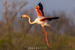 Flamant rose en vol - Phoenicopterus roseus