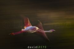 Flamant rose en vol en filé - Phoenicopterus roseus