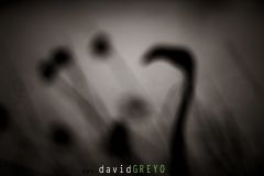 Flou de mise au point sur un Flamant rose - Phoenicopterus roseus