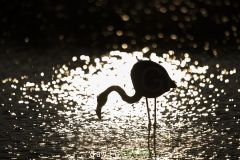 Flamant rose en contre-jour - Phoenicopterus roseus