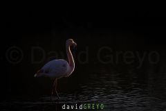 Flamant rose en contre-jour - Phoenicopterus roseus