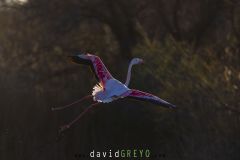 Flamant rose atterrissant au soleil couchant - Phoenicopterus roseus