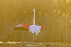 Flamant rose au soleil couchant - Phoenicopterus roseus