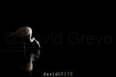 Flamant rose en contre-jour - Phoenicopterus roseus