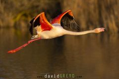 Flamant rose en vol devant des roseaux en Camargue- Phoenicopterus roseus