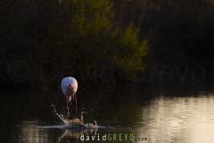 Flamant rose  se nettoyant la patte - Phoenicopterus roseus