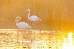 Flamant rose au soleil couchant - Phoenicopterus roseus