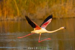 Flamant rose au décollage devant des roseaux en Camargueau soleil couchant - Phoenicopterus roseus