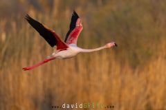 Flamant rose en vol devant des roseaux en Camargue- Phoenicopterus roseus
