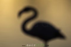 Flou de mise au point sur un Flamant rose - Phoenicopterus roseus