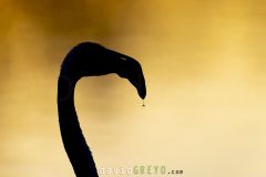 Portrait de Flamant rose au soleil couchant  - Phoenicopterus roseus