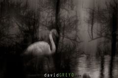 Flou volontaire de bougé sur Flamant rose - Phoenicopterus roseus