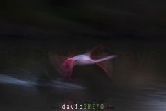 Flamant rose au décollage en filé  - Phoenicopterus roseus