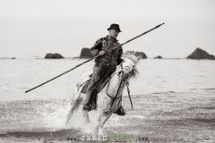 Gardian déplaçant des chevaux camarguais à la plage