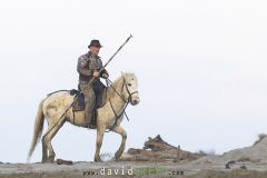 Gardian déplaçant des chevaux camarguais à la plage