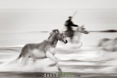 Gardian déplaçant des chevaux camarguais en mer