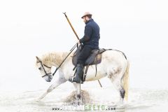 Gardian sur son Cheval camarguais dans la mer