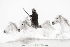 Gardian déplaçant des chevaux camarguais en mer