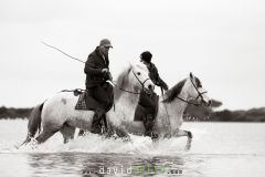 Gardian avec ses chevaux de Camargue