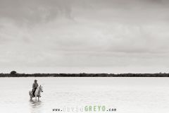 Gardian sur son cheval dans un étang de Camargue