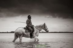 Gardian sur son cheval  de Camargue