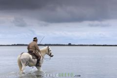 Gardian sur son cheval dans un étang de Camargue