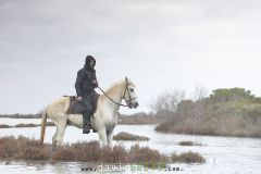 Gardian sur son cheval dans un étang de Camargue