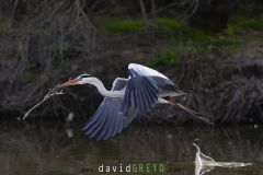 Héron cendré arrachant une branche pour son nid - Ardea cinerea